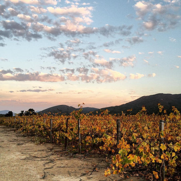 Autumn in Our Vineyards Unveils an Explosion of Color!